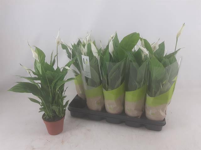 <h4>SPATH TORELLI</h4>