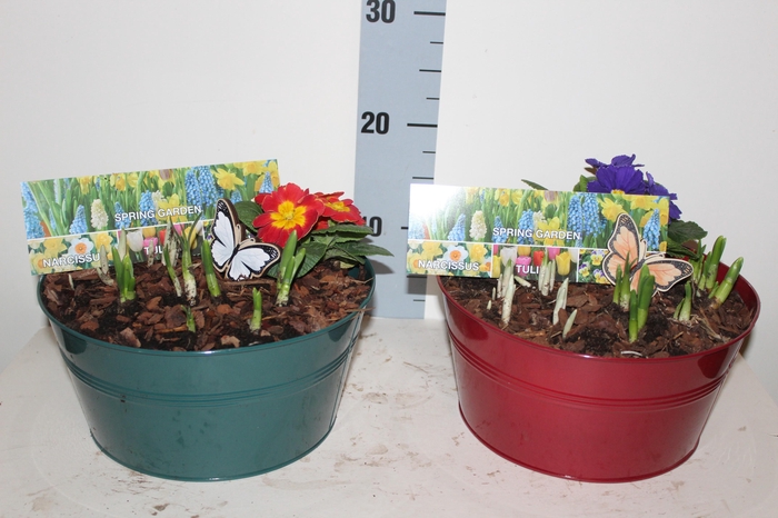 <h4>ARR BOL KNOLGEWAS</h4>