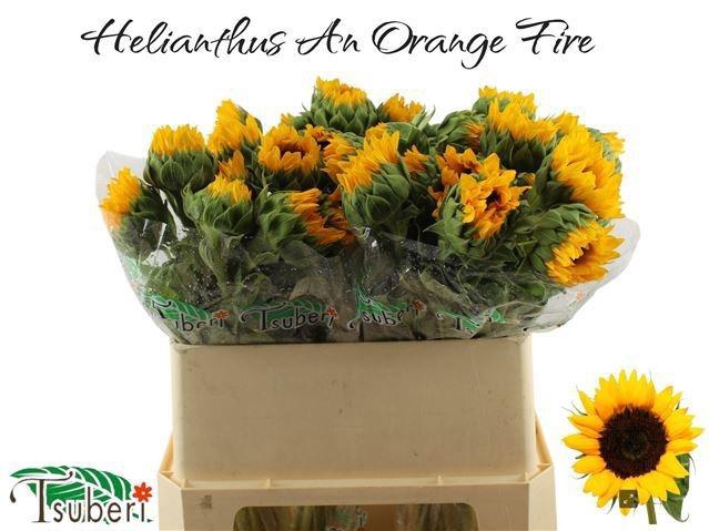 <h4>HELI ORANGE FIRE</h4>