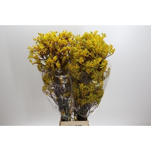 Kangaroo Paw Yellow Gem