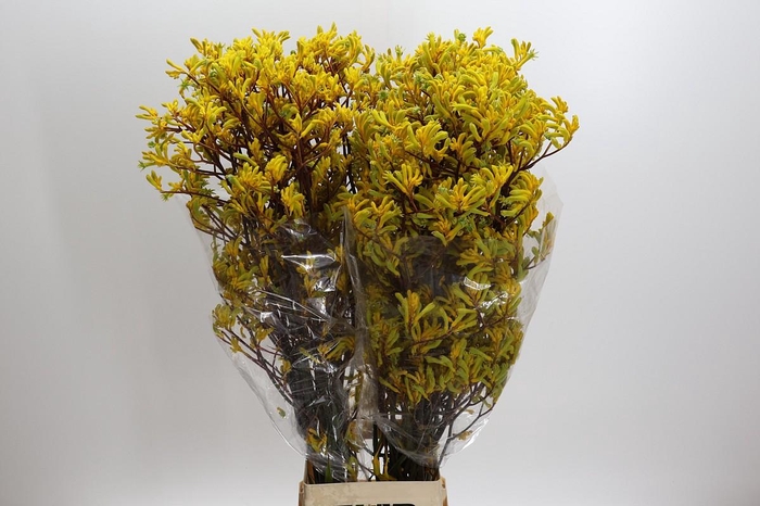 <h4>Anigozanthos Yellow Gem</h4>