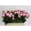 Paeonia Sarah Bernhardt