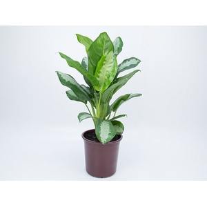 AGLAONEMA PATAYA P23
