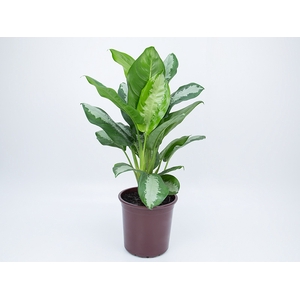 AGLAONEMA PATAYA P23