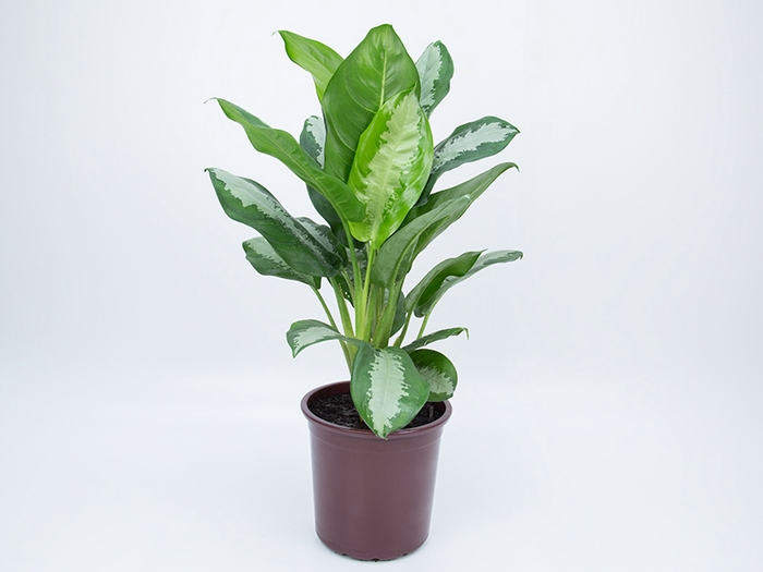 <h4>AGLAONEMA PATAYA P23</h4>