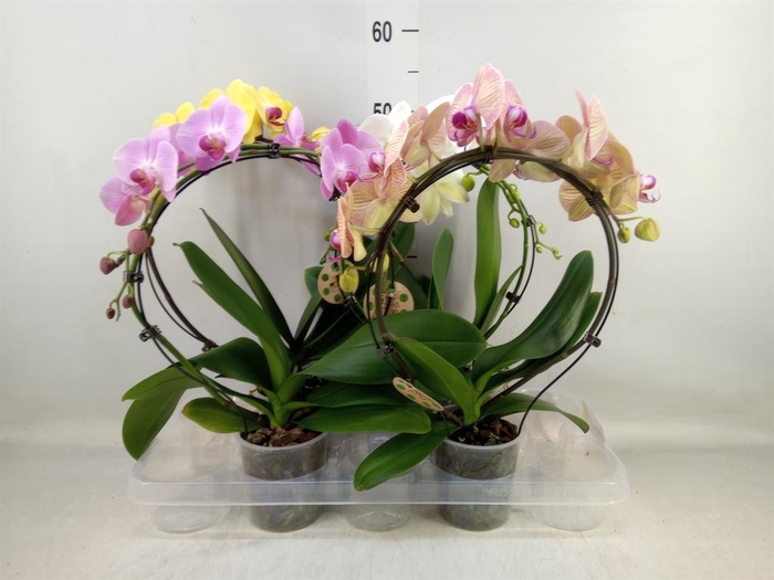 <h4>Phalaenopsis ...</h4>