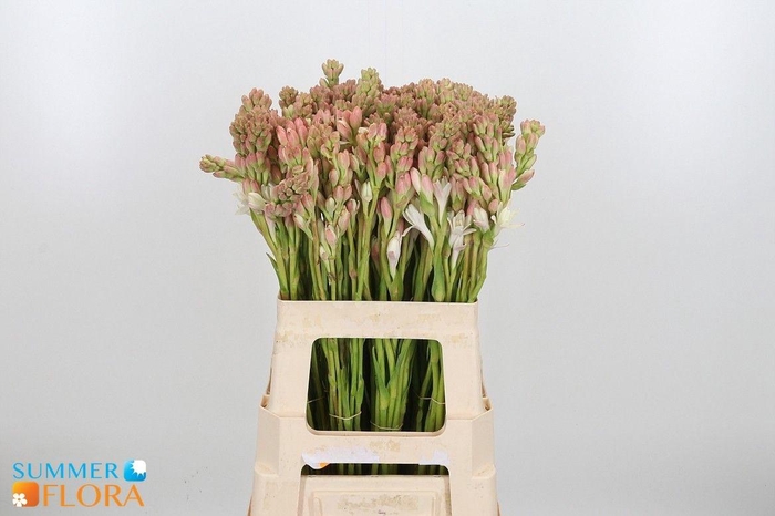 <h4>POLIANT TUBEROSA</h4>