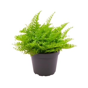 NEPHROLEPIS P6 COTTON CANDY