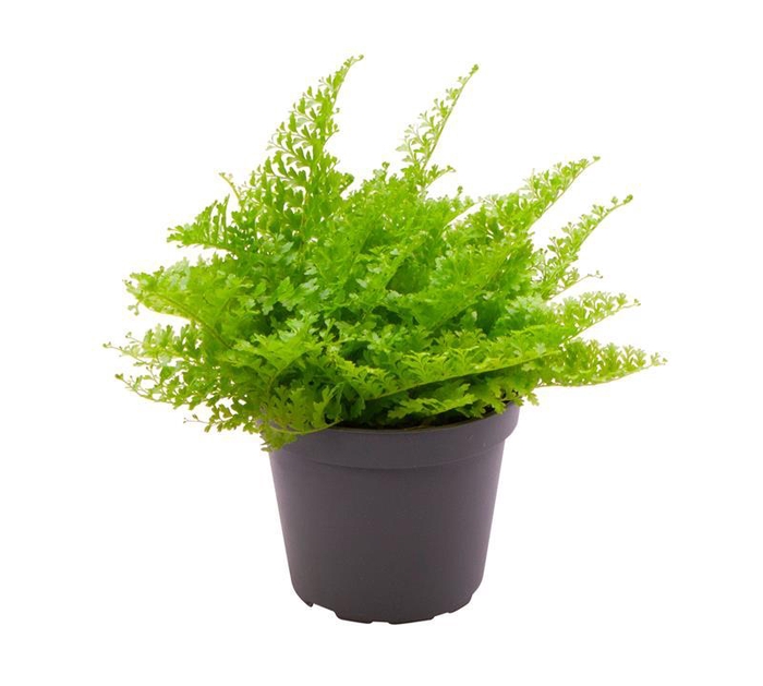 <h4>NEPHROLEPIS P6 COTTON CANDY</h4>