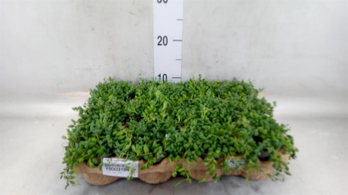 <h4>Senecio herreianus</h4>