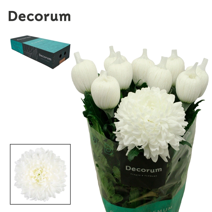 <h4>Chr G Antonov</h4>