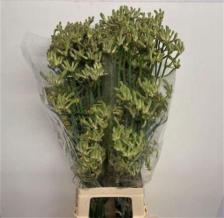 <h4>Anigozanthos Orange Fever</h4>
