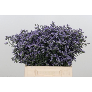 Limonium Utah Blue