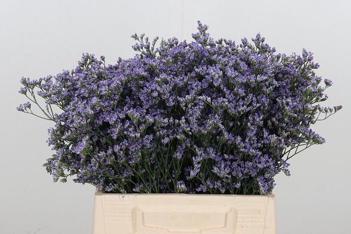 <h4>Limonium Utah Blue</h4>