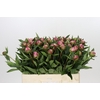Paeonia Dr A Fleming