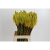 Kniphofia Eycone Yellow