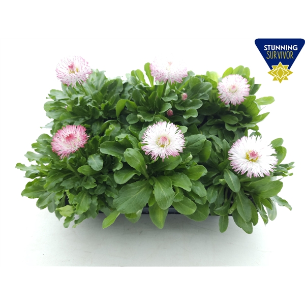 <h4>Bellis Perennis habanera white with red tips</h4>