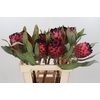 Protea Barbigera Ruby Princess Air