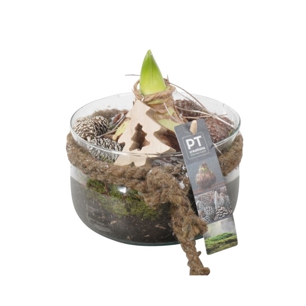 <h4>PTACH8317 Arrangement Amaryllis Kerst in glas schaal</h4>