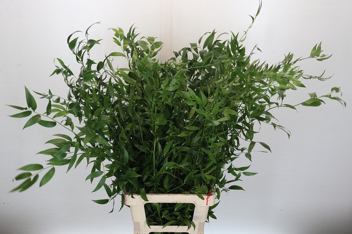 <h4>Ruscus fine Long x4</h4>