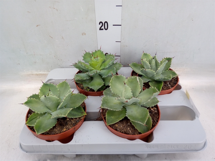 <h4>Agave potatorum</h4>