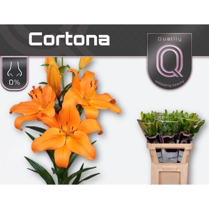 LI LA CORTONA