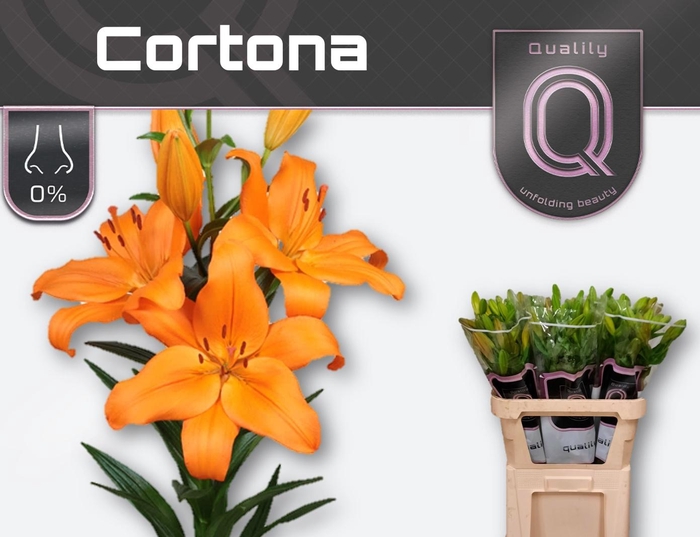 <h4>LI LA CORTONA</h4>
