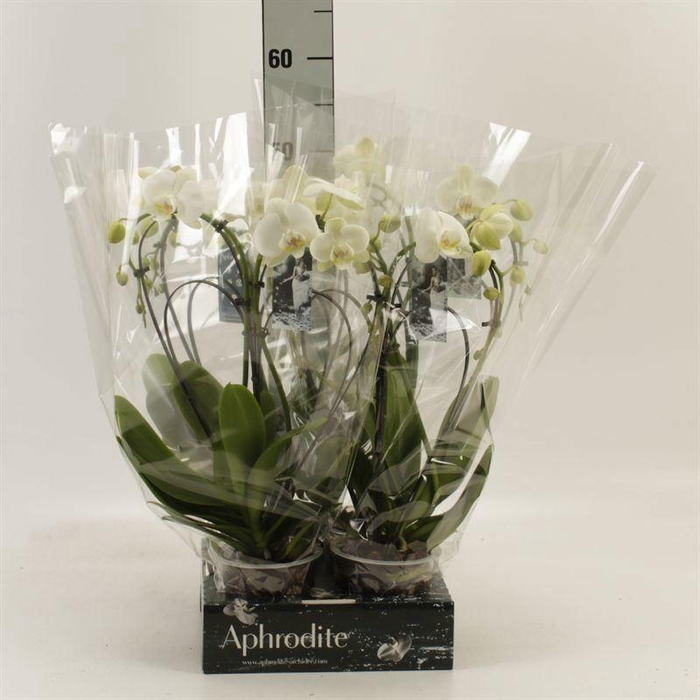 <h4>Phalaenopsis   ...</h4>