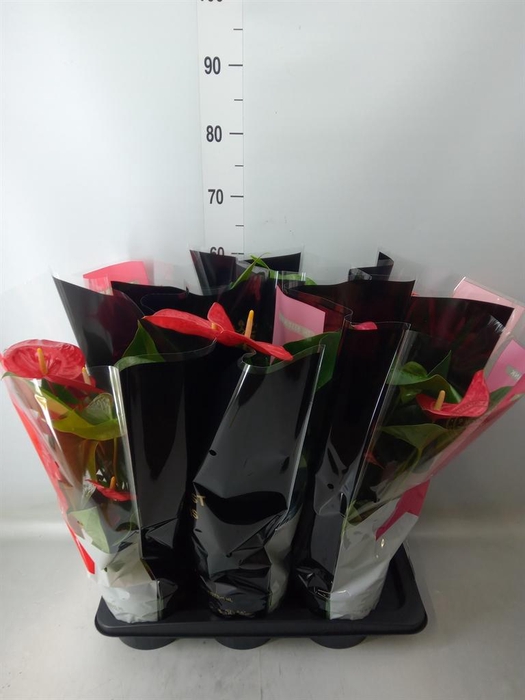 <h4>Anthurium   ...mix</h4>