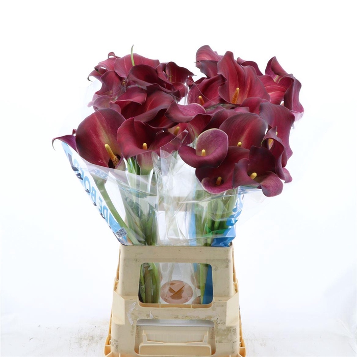 <h4>Calla Bordeaux Art | Dubbelbloemig</h4>