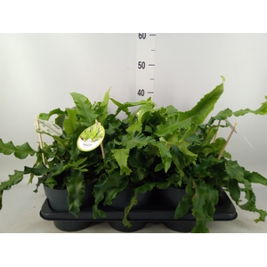 Asplenium scolopendrium