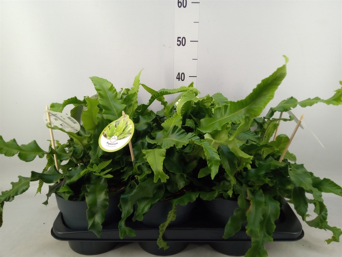 <h4>Asplenium scolopendrium</h4>