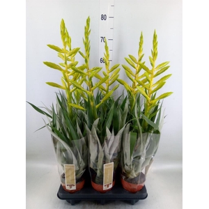 Tillandsia oerstediana