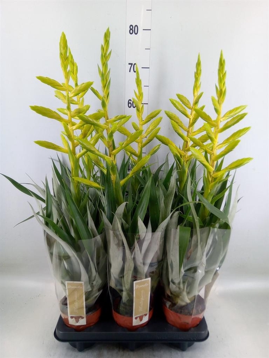 <h4>Tillandsia oerstediana</h4>