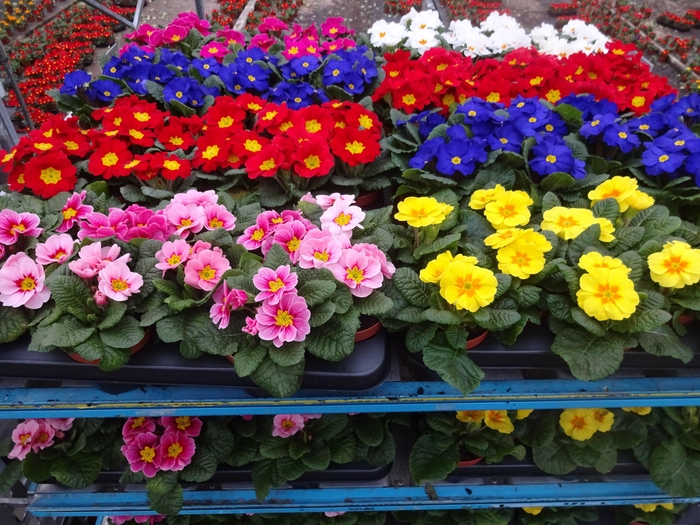 <h4>PRIM AC MIXK</h4>