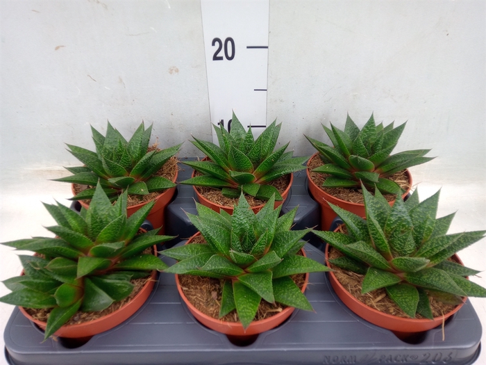 <h4>Gasteria  'Flow'</h4>