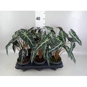 Alocasia  'Bambino Arrow'