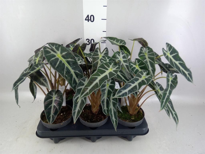 <h4>Alocasia 'Bambino Arrow'</h4>