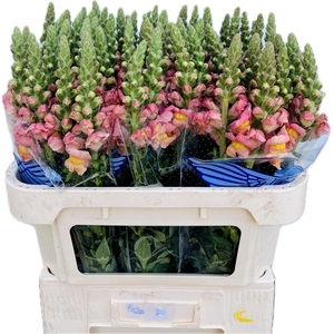 Antir Toulon Apricot