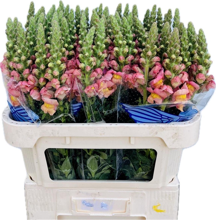 <h4>Antir Toulon Apricot</h4>
