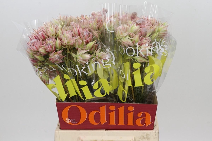 <h4>Blushing Bride Pink 6/9 Flowers</h4>