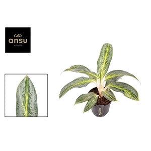 Aglaonema Emerald Stone