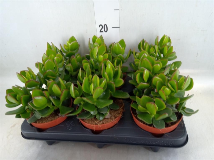 <h4>Crassula  'Hulk'</h4>