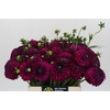 Dahlia Lilac Bull