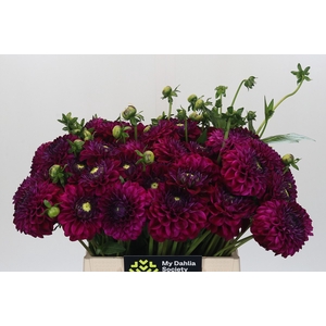Dahlia Lilac Bull