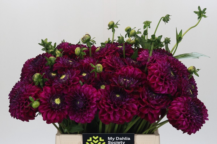 Dahlia Lilac Bull