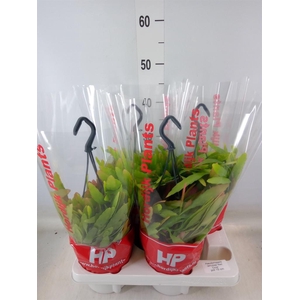 Pseudorhipsalis ramulosa