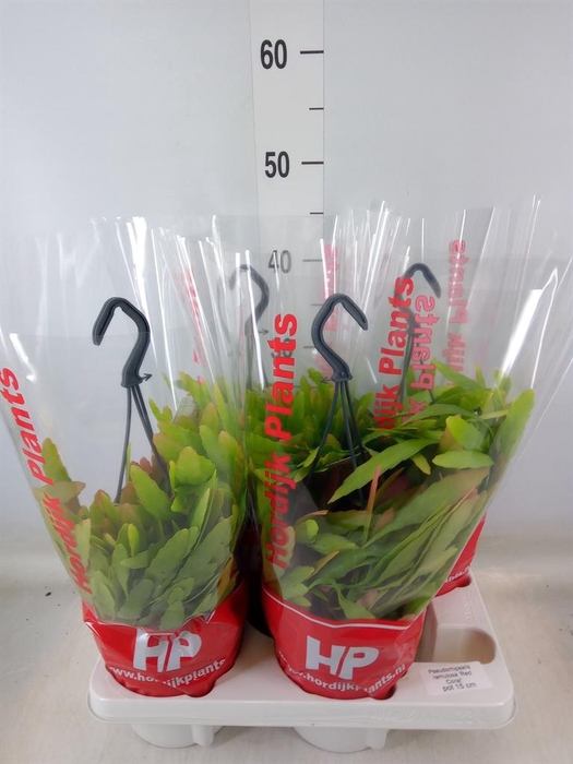 <h4>Pseudorhipsalis ramulosa</h4>