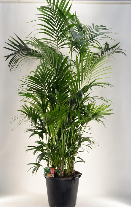 <h4>KENTIA - P44 H250 - 20PP (Howea forsteriana)</h4>