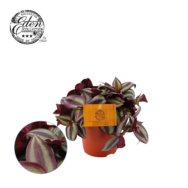 <h4>Tradescantia zebrina 'Purpusii'</h4>